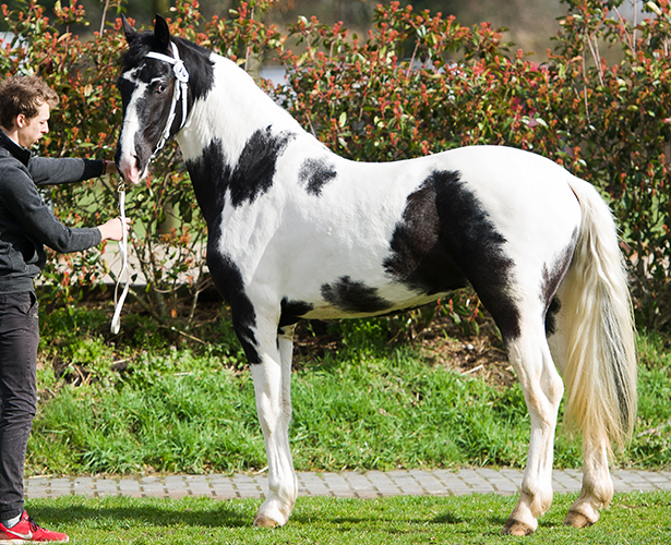 Barock Pinto stallion at stud